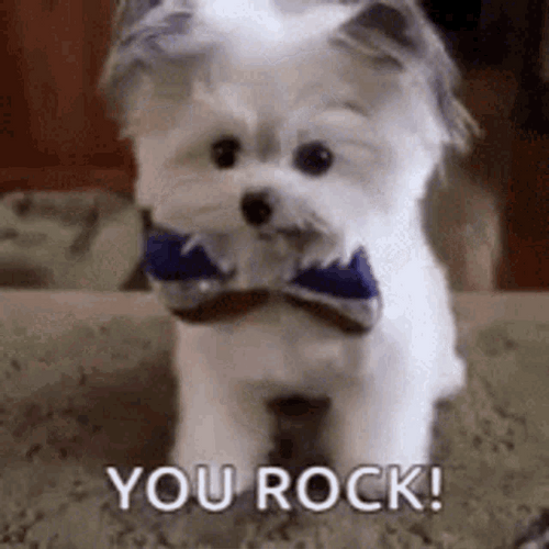 You Rock Cute Dog GIF