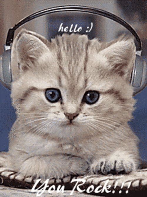You Rock Meme Cat Bobbing Head GIF