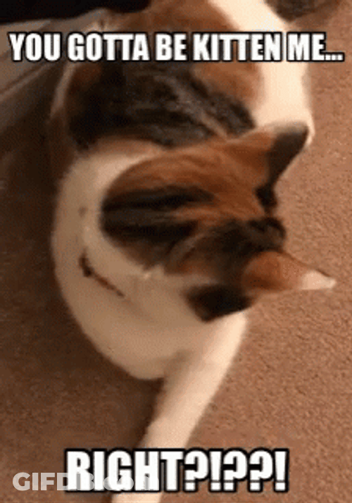 You Serious Clark You Gotta Be Kitten Me GIF