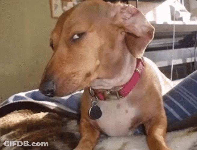 You Sure Suspicious Dog GIF