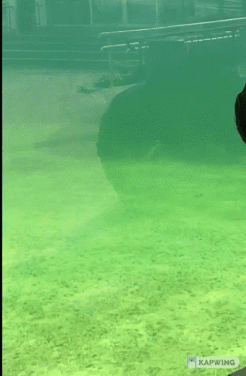You Sure Swimming Seal GIF