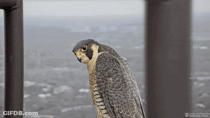 You've Got This Falcon GIF