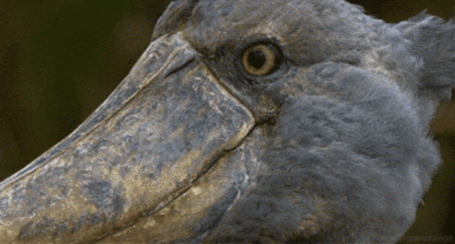 You What Staring Bird GIF