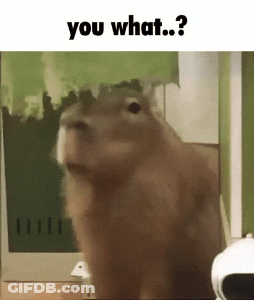 You What Staring Capybara GIF
