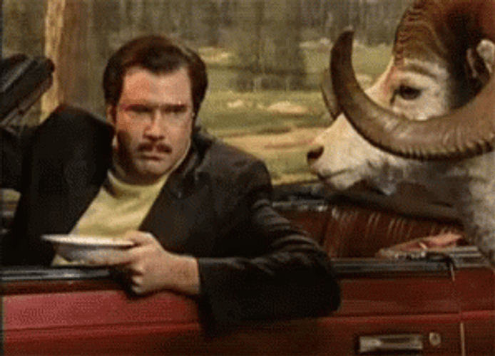 You Win Will Ferrell GIF