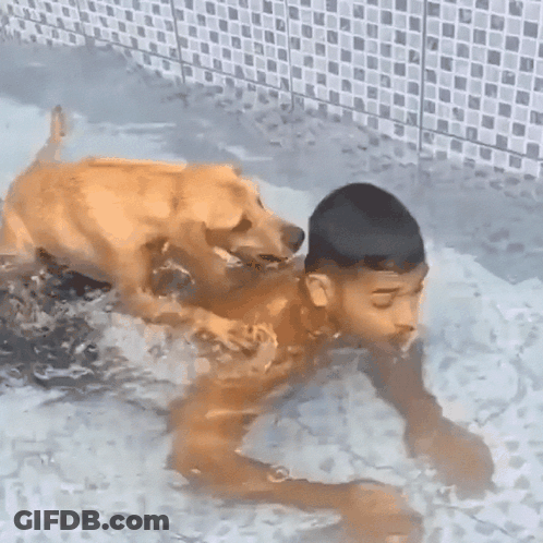 Young Boy Swimming In Pool With Dog GIF