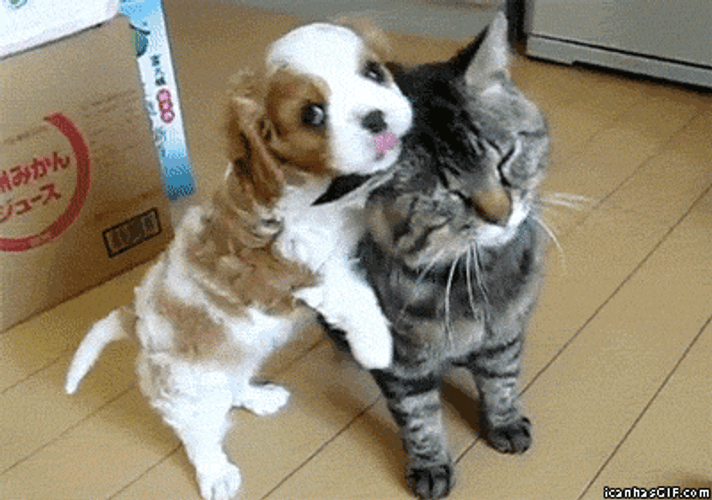 Young Dog Cat Cute Animal GIF