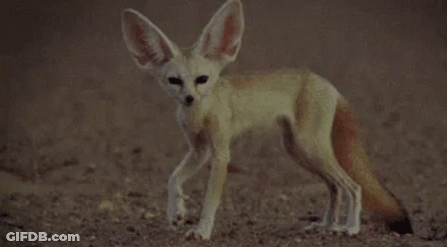 Young Fennec Fox Looking Around GIF