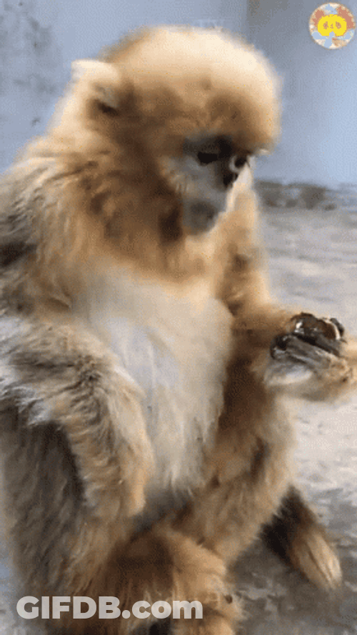 Young Gibbon Eating GIF