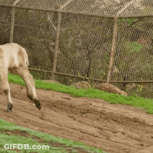 Young Horse Running Fun GIF
