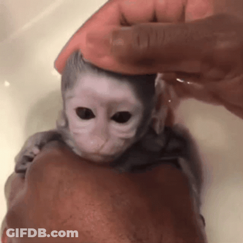 Young Monkey Swimming Rubbing His Head GIF