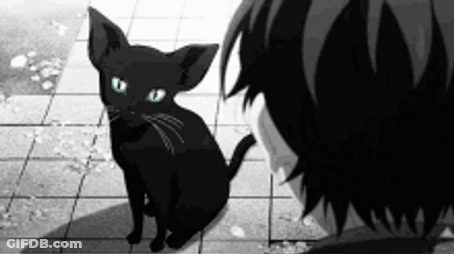 Your Lie In April Black Cat Staring GIF