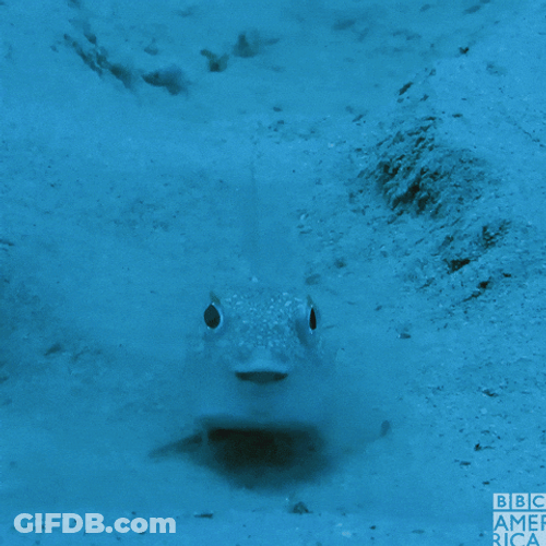 Your Puffer Fish Trying To Start It's Engines GIF