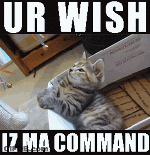 Your Wish Is My Command Sleepy Cat GIF