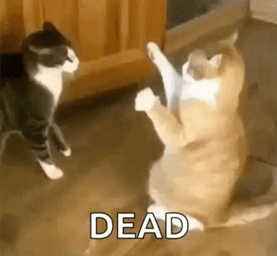Youre Dead To Me Cat Playing Dead GIF