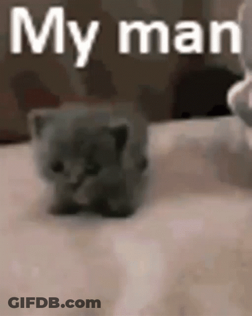 Youre The Man Cute Kitten GIF