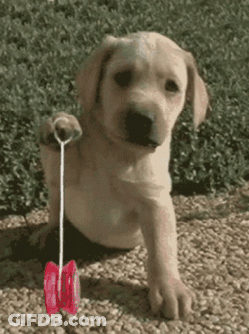 Yoyo GIF