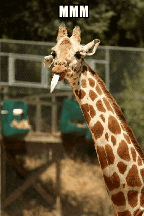 Yum Tongue Giraffe GIF