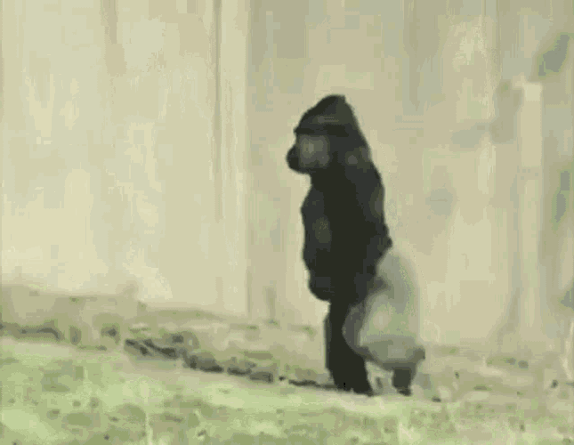 Yyy GIF