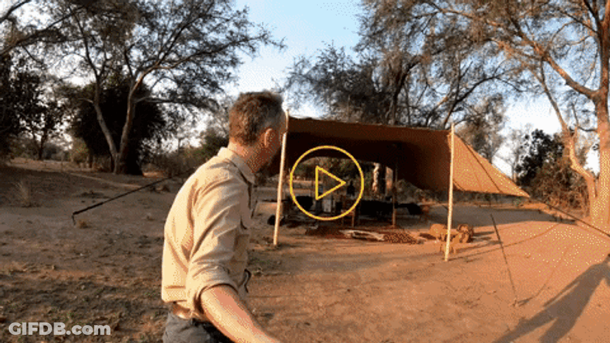 Zambia Wildlife Safari Tourist Vlogging GIF