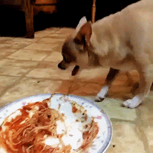 Zayn Malik Mash Up Dog Date GIF