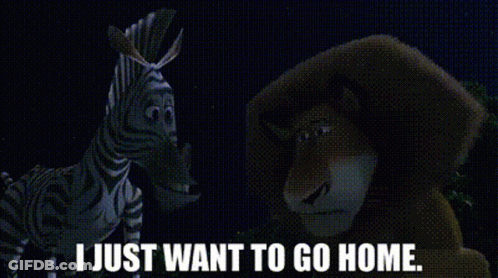 Zebra And Bear Saying I Just Want To Go Home GIF