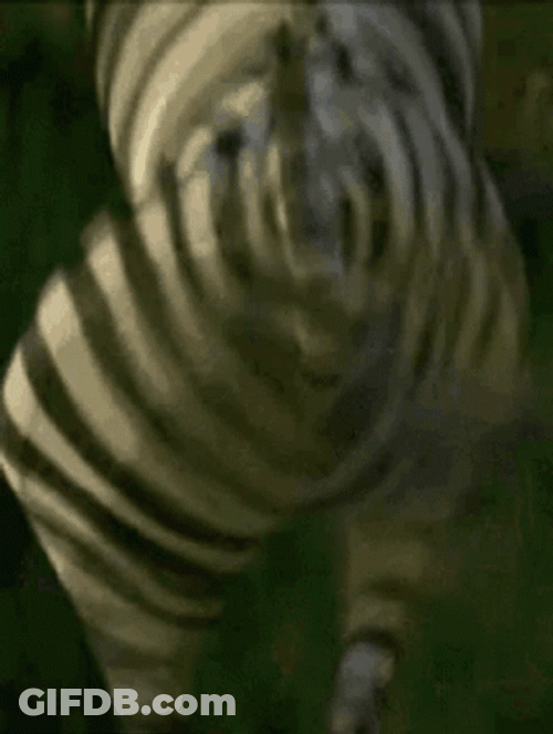 Zebra Big Back Legs GIF