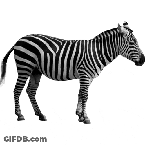 Zebra Black And White Illusion GIF