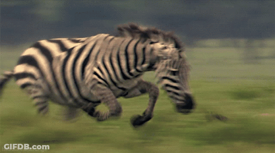 Zebra Chasing Cheetah GIF