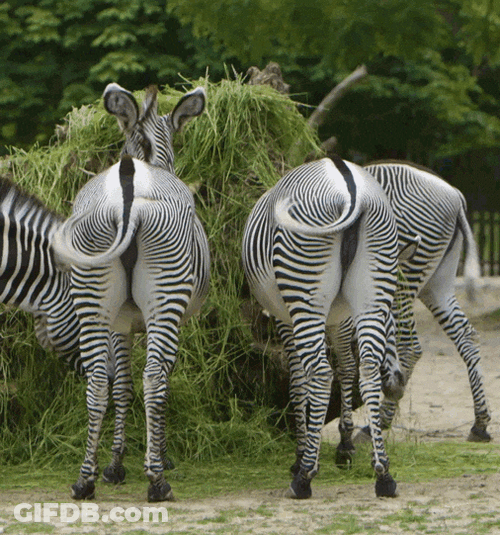 Zebra Duo Flapping Its Tails While Eating GIF