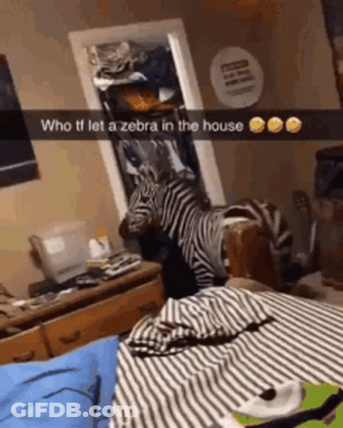 Zebra Getting Caught Inside The House GIF