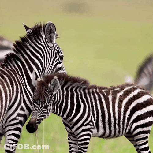 Zebra Getting Touchy With One Another GIF