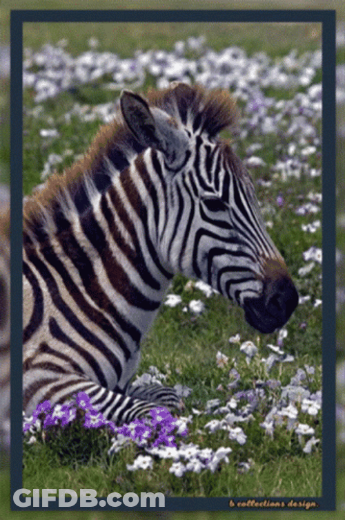 Zebra Laying Down By The Flowers GIF