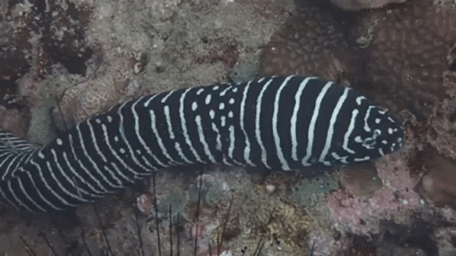 Zebra Moray Eel GIF