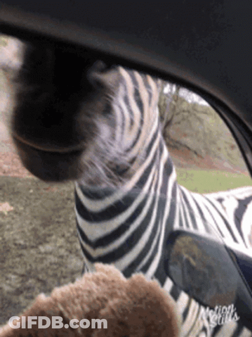 Zebra Opening Its Mouth Wide For Food GIF