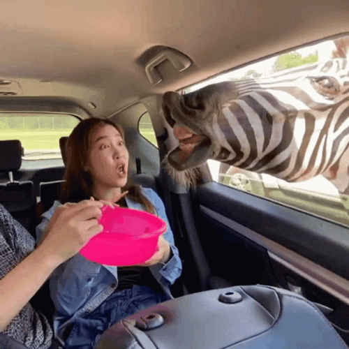 Zebra Scaring The Girl Feeding Them GIF