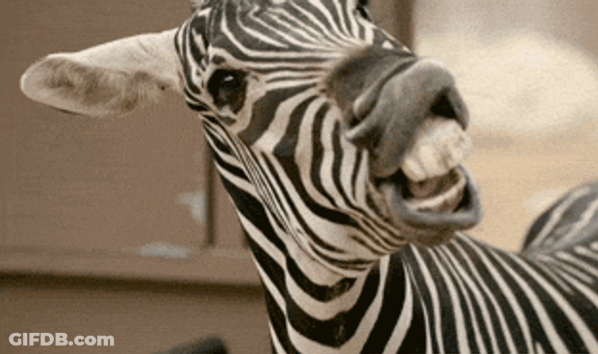 Zebra Showing Off Its Teeth GIF