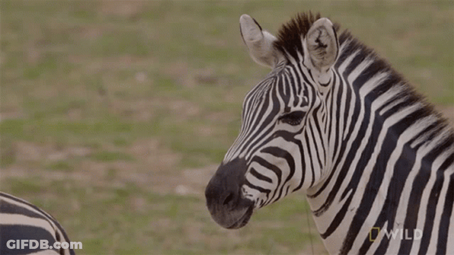 Zebra Slow Look Back GIF