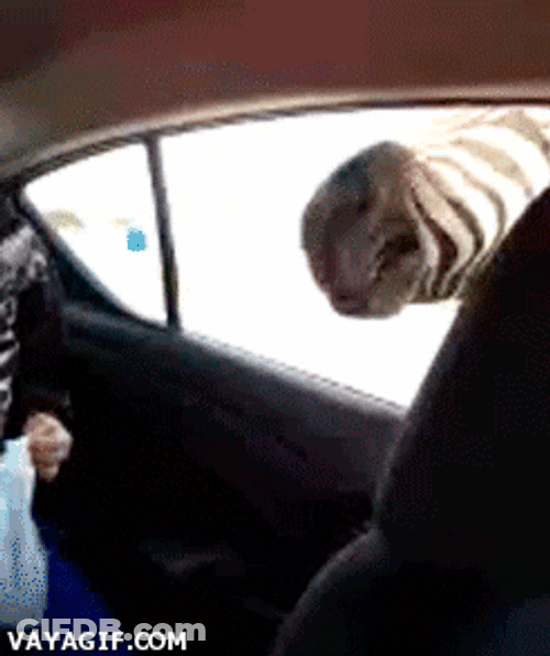 Zebra Snatching Food From The Kid GIF