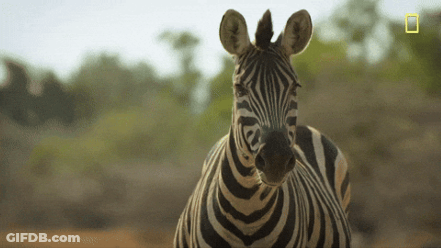 Zebra Staring And Flapping Its Tails GIF