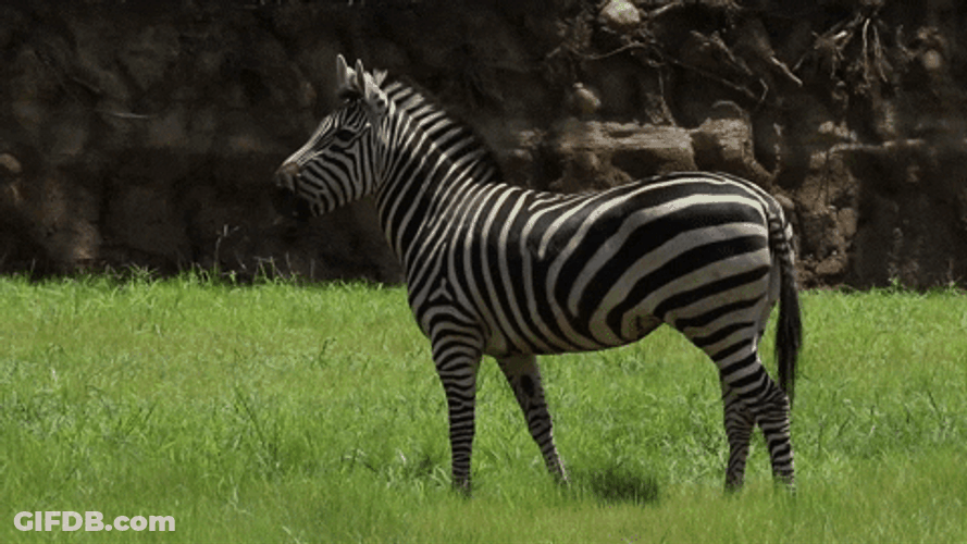 Zebra Staring Then Eating Grass GIF