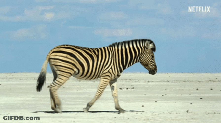 Zebra Walking In The Dessert GIF