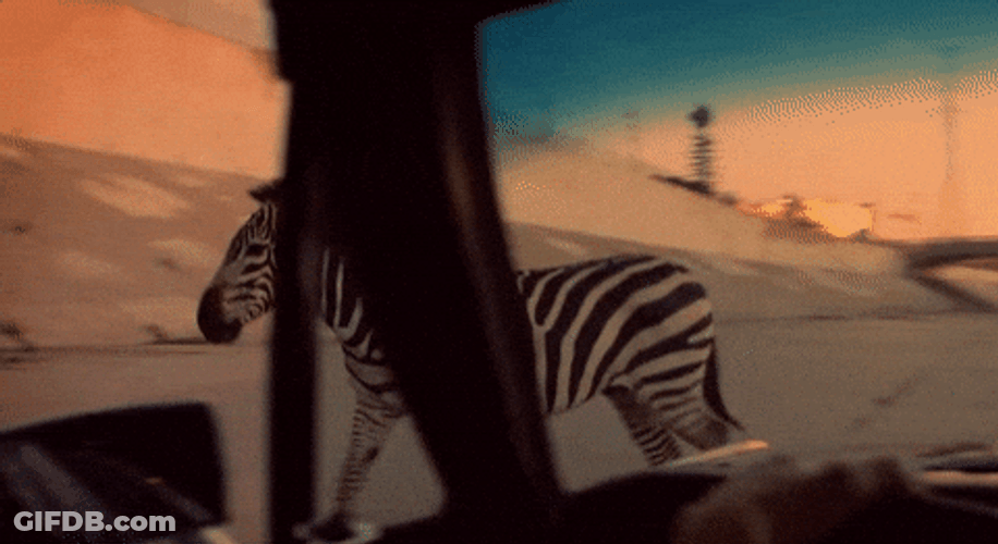 Zebra Walking On The Streets GIF
