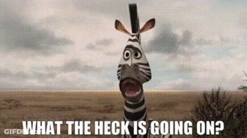 Zebra With Mouth Open Saying What The Heck GIF