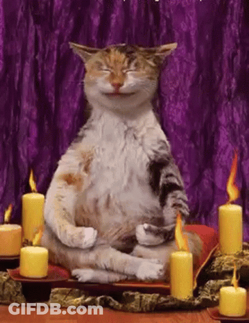Zen Tabby Cat Meditation GIF