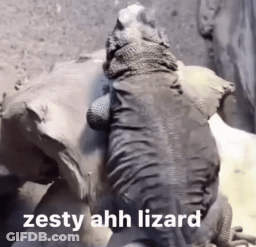 Zesty Lizard Shaking Its Body GIF