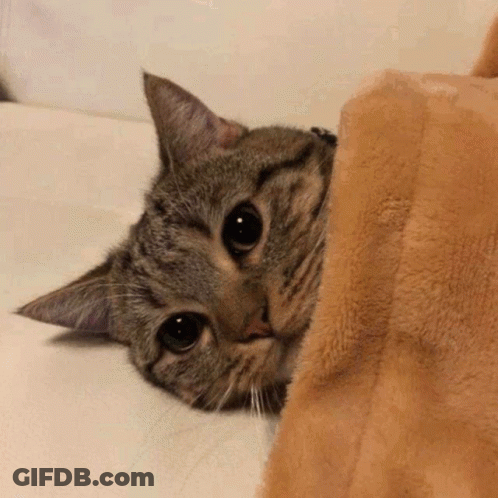 Zkadoozh Zkad00zh GIF