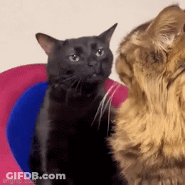 Zoned Out Cat Zoned Cat GIF