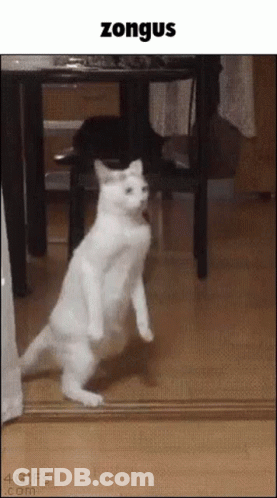 Zongus GIF