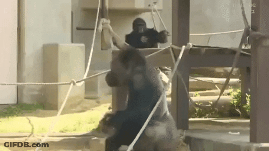 Zoo Gorilla Pounding Chest GIF
